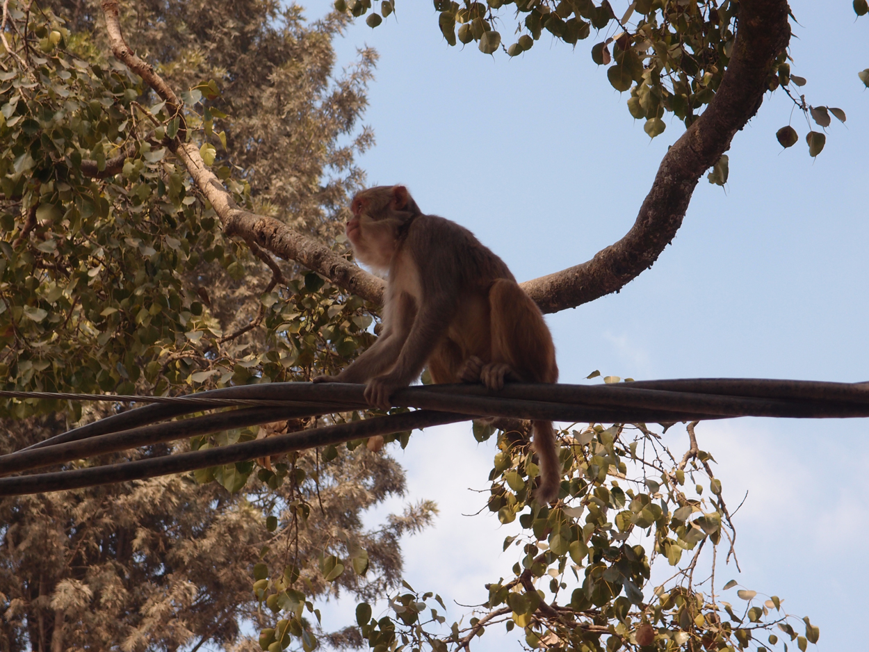 2018-01-14 13 Uhr - Am Tempel (Audio, Foto) 